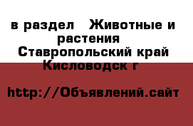  в раздел : Животные и растения . Ставропольский край,Кисловодск г.